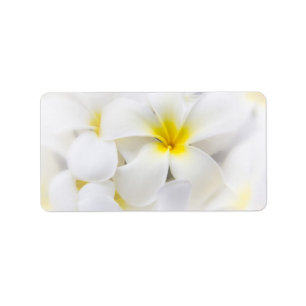 Etiqueta Flores florales de Plumeria Blanca Frangipani