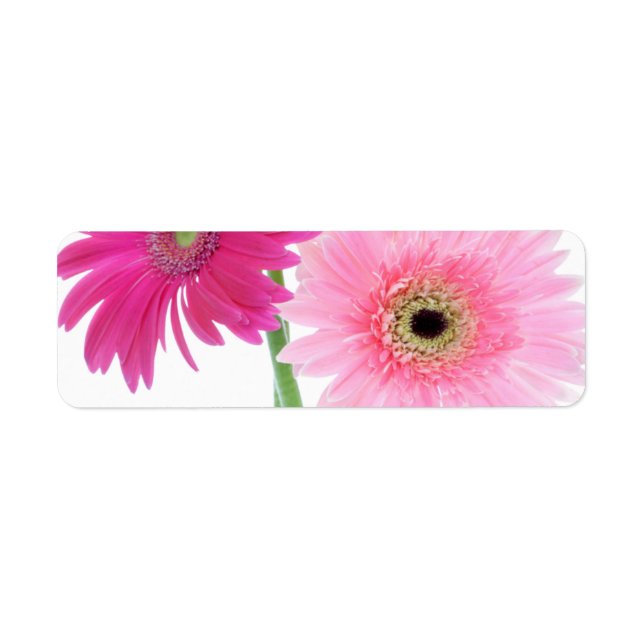 Etiqueta Flores Gerbera Daisy Piink (Frente)