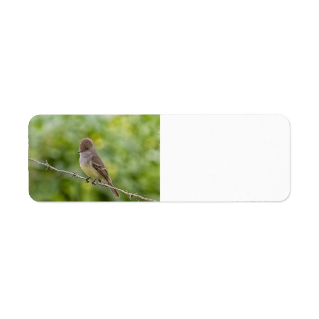 Etiqueta Flycatcher (Frente)