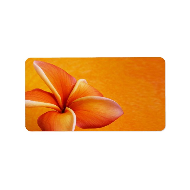Etiqueta Fondo Naranja de flores de plumeria amarillo naran (Frente)