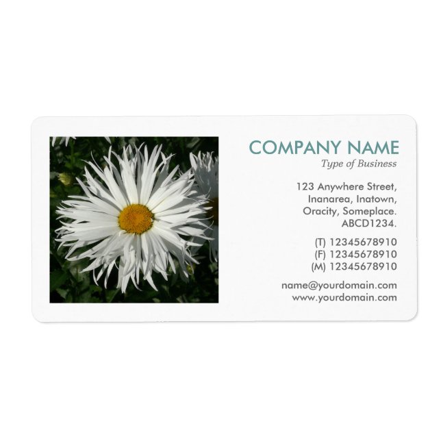 Etiqueta Foto cuadrada - Candytuft Daisy (Frente)