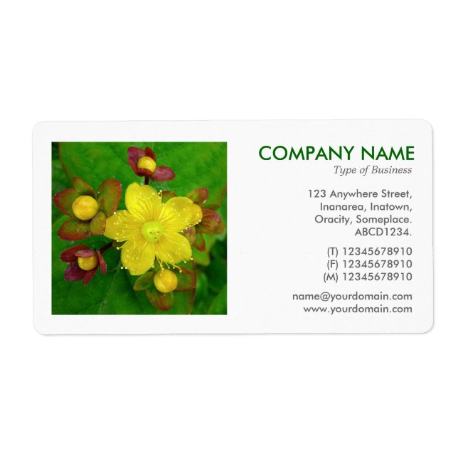 Etiqueta Foto cuadrada - Hypericum perforatum (Frente)