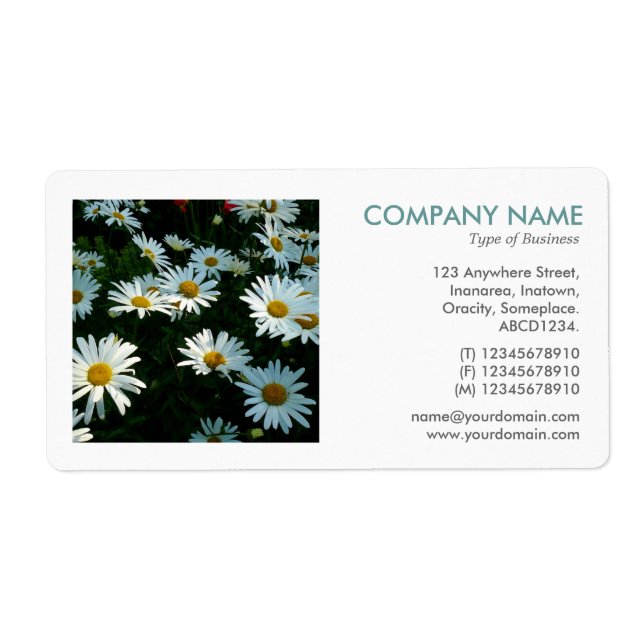 Etiqueta Foto cuadrada - Shasta Daisies (Frente)