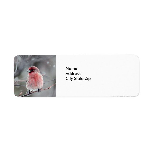 Etiqueta Foto de bonito Red Finch (Frente)