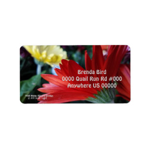 Etiqueta Foto de cierre de flor Crimson red Gerbera Daisy