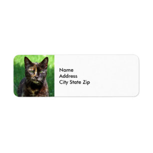 Etiqueta Foto de Cute Brown Tortoiseshell Cat