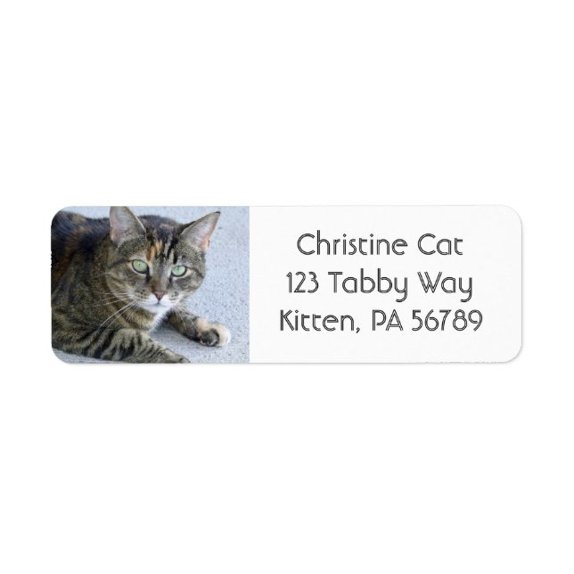 Etiqueta Foto de gato de Cuit Tabby (Frente)