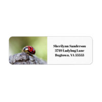 Foto de Ladybug