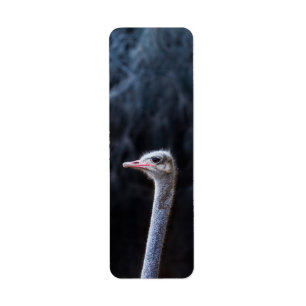 Etiqueta Fotografía de avestruz
