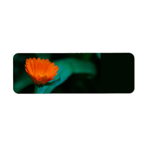 Etiqueta Fotografía de Flor de Margarita Naranja