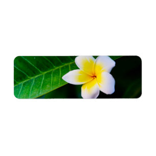 Etiqueta Fotografía de Flor de Plumeria