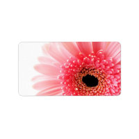 Fotografía de Gerbera Daisy Rosa Fresca