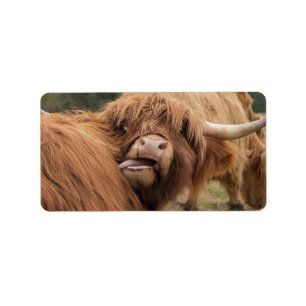 Etiqueta fotografía de vaca de las Highlands escocesas