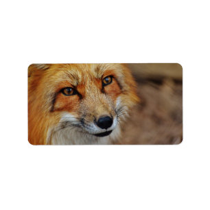 Etiqueta Fox astuto