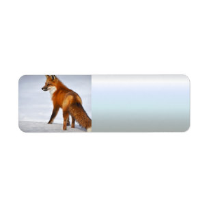 Etiqueta Fox roja en nieve invernal