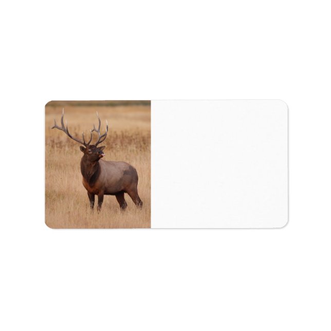 Etiqueta frambuesa de elk (Frente)