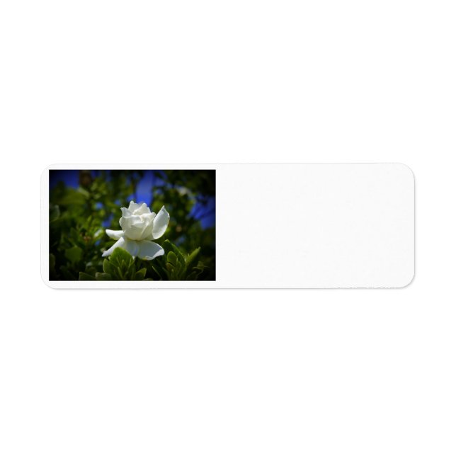 Etiqueta Gardenia (Frente)