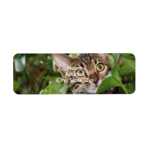 ETIQUETA GATITO DE BENGALA EN POTHOS