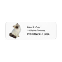 Gatito persa