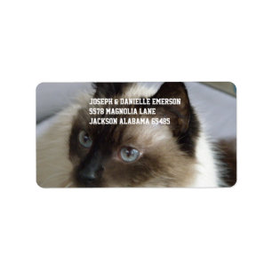 Etiqueta Gatito siamés