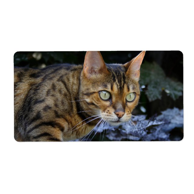 Etiqueta Gato de Bengala que se cuela (Frente)