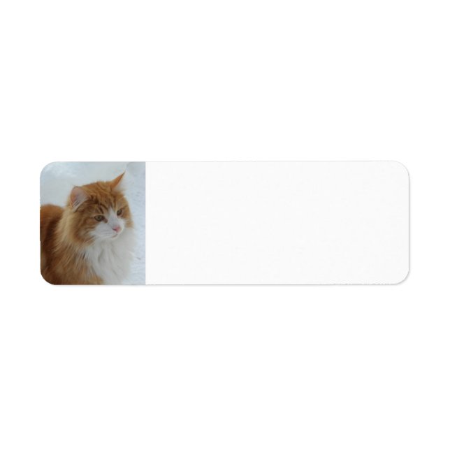 Etiqueta Gato_del_bosque_noruego (Frente)