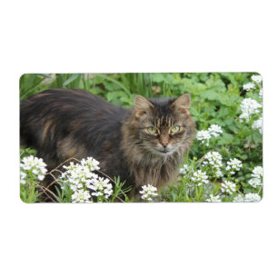 Etiqueta Gato doméstico de larga duración