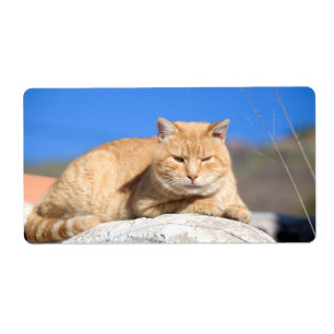 Etiqueta Gato perezoso