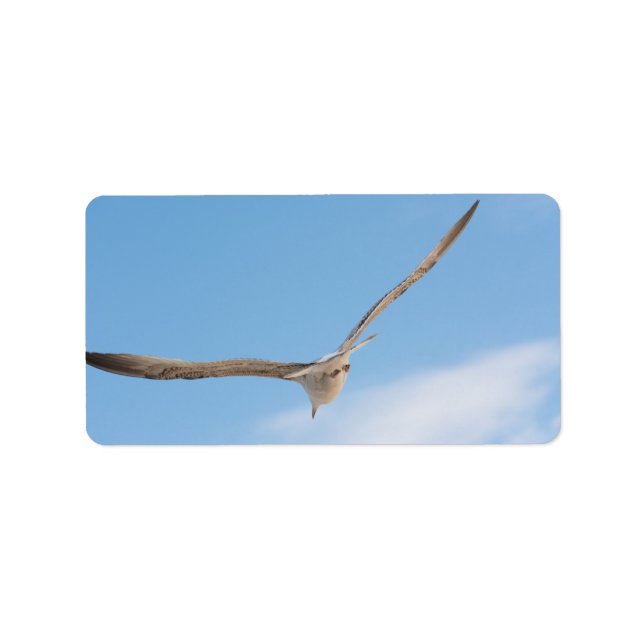 Etiqueta Gaviota voladora (Frente)