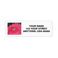 Gerbera Daisy