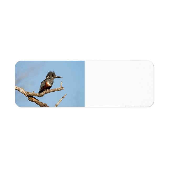 Etiqueta Giant Kingfisher (Frente)