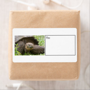 Etiqueta gigante de la tortuga