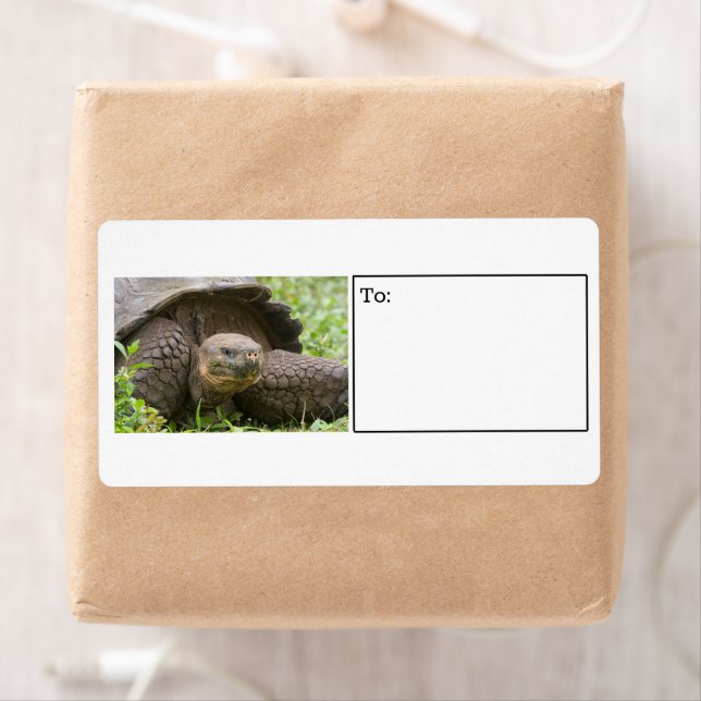 Etiqueta gigante de la tortuga (In situ)