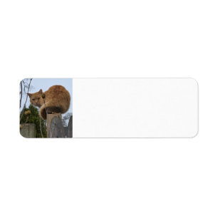Etiqueta Ginger Cat