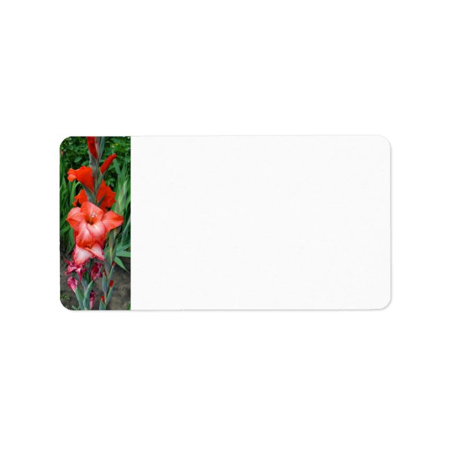 Etiqueta Gladiolus (Frente)