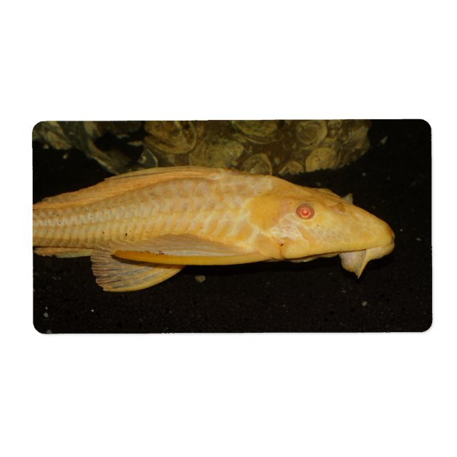 Etiqueta Glyptoperichthys gibbiceps (Frente)