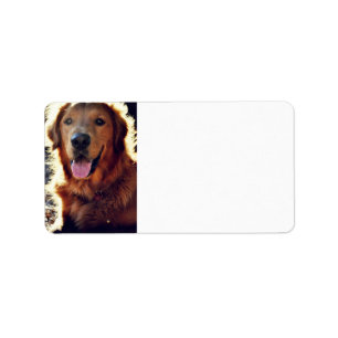 Etiqueta Golden retriever