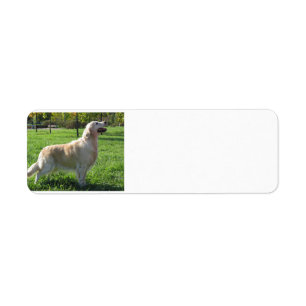 Etiqueta golden retriever addy lables