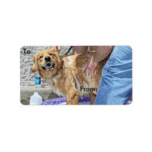 Etiqueta ¡Golden retriever - que el punto!