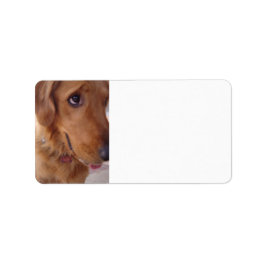 Etiqueta Goofy Golden