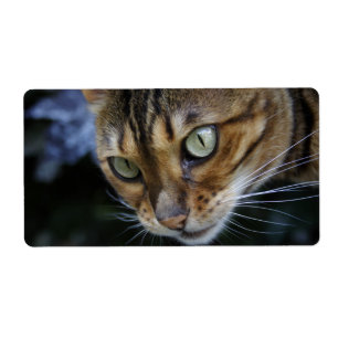Etiqueta Gorgeous Bengal Cat
