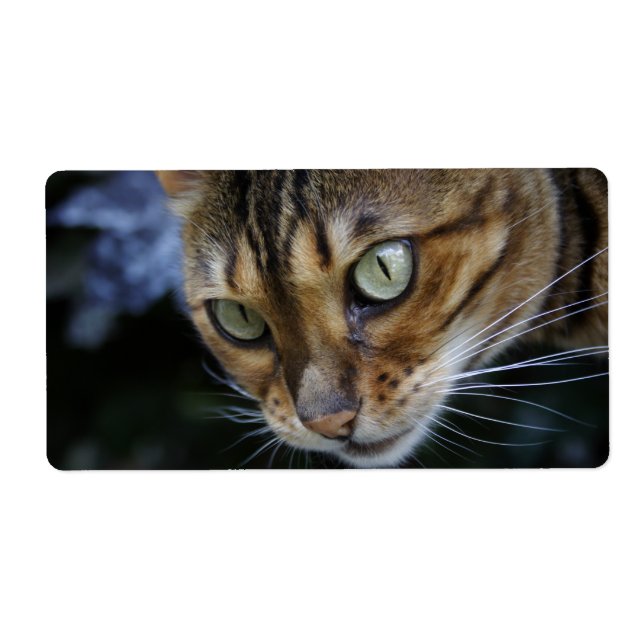 Etiqueta Gorgeous Bengal Cat (Frente)