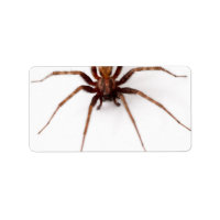 Gran Araña Asustada