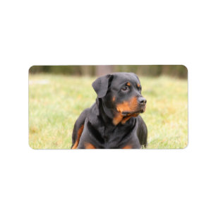 Etiqueta Gran Hermoso Rottweiler