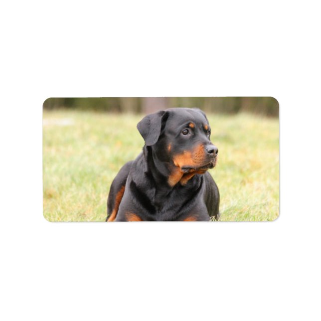 Etiqueta Gran Hermoso Rottweiler (Frente)