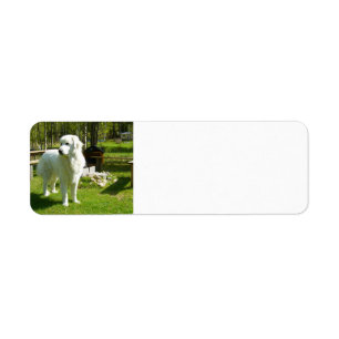 Etiqueta grandes pirenas llenas 2