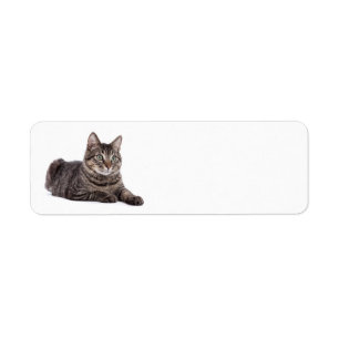 Etiqueta Gray Tabby Cat