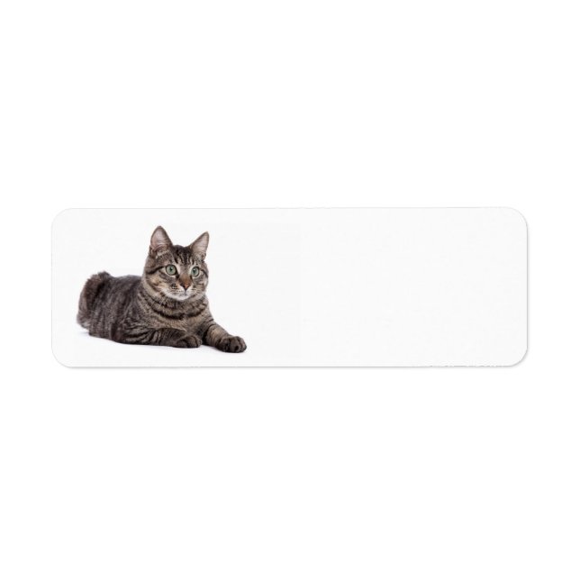 Etiqueta Gray Tabby Cat (Frente)