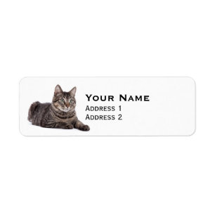 Etiqueta Gray Tabby Cat
