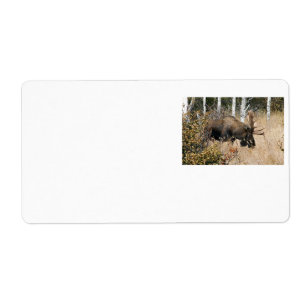 Etiqueta Grazing Moose